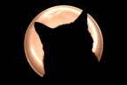 Gatto contro "luna" Gatto contro "luna"