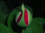 bocciolo di rosa bocciolo di rosa