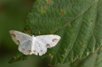 Campaea margaritata