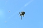 il ragno e la trappola il ragno e la trappola