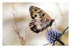Butterfly Butterfly