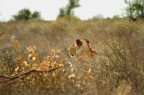 Il Re della Savana Il Re della Savana