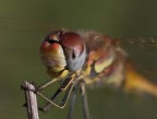 __-- Ritratto - Libellula --__ __-- Ritratto - Libellula --__