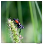 Cylindromyia pilipes Cylindromyia pilipes
