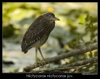 Nitticora juv Nitticora juv