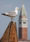 Gabbiano veneziano Gabbiano veneziano