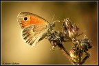 Farfalla Ligure... Farfalla Ligure...
