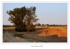 Il viottolo... e l'albero Il viottolo... e l'albero