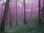 nel bosco nel bosco