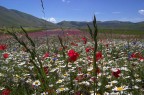 Fiori Fiori