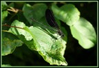 Libellula (Calopteryx splendens) Libellula (Calopteryx splendens)