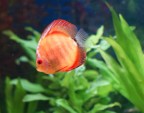 Discus Gold Ghost Discus Gold Ghost