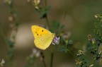 Colias crocea Colias crocea