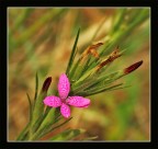 Rosa shocking... Rosa shocking...