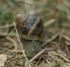 A me gli occhi! A me gli occhi!