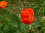 rosa o rossa rosa o rossa