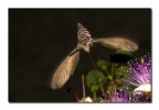 Agrius convolvuli/3 Agrius convolvuli/3