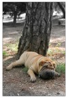 Dreaming under the tree...