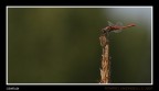 Libellula Libellula