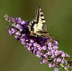 Macaone.... Macaone....