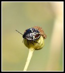 Coccinella ? Coccinella ?