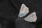 In discesa verso Selva di Val Gardena. Scrutavo prati e cespugli in cerca di farfalle ed insetti. Poi stanca mi sono fermata madida di sudore. E li mi attendevano desiderose di apprendere le tecniche della fotografia poggiate sull cinghia del mio zaino. Ho iniziato naturalmente dall' ABC ed ho fatto una quindicina di scatti, scusate lezioni.