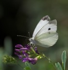 - - Bianca - - - - Bianca - -