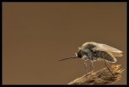 Bombylius minor Bombylius minor