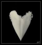 Selfembrace Selfembrace