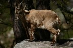 Primi tentativi di fotografia naturalistica Primi tentativi di fotografia naturalistica