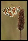 Melitaea e ragnatela Melitaea e ragnatela