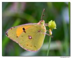 Colias Crocea Colias Crocea