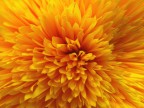 dalia
