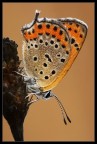 Lycaena thersamon Lycaena thersamon