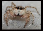 Macro Macro