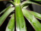 goccia di acqua su fiore goccia di acqua su fiore