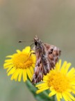 Erynnis tages Erynnis tages