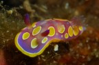 Chromodoris luteorosa Chromodoris luteorosa