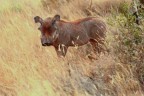 Vederlo di vicino  meno simpatico che nel cartone animato