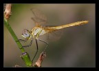Preferisco le bionde... (libellula) Preferisco le bionde... (libellula)