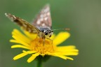 Esperys Malvae