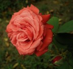 rosa rossa rosa rossa