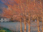 Alberi che stanno mettendo le prime foglioline, ancora rosse; ripresa dall'argine dell'Arno presso Campo (Pisa).