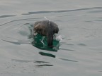 Il tuffo di un cormorano, nel porto di La Spezia. Mattinata grigia. S, lo so che  mossa, ma ... cavolo se era veloce!