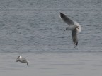 Esperimenti sull'uso della fotocamera (FZ30) per foto naturalistiche. Giornata grigia e alquanto uggiosa per gli esseri umani, ma per gli uccelli  un'altra cosa.