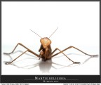 Mantis religiosa in HI-LIGHT! Mantis religiosa in HI-LIGHT!