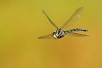 Libellula Libellula