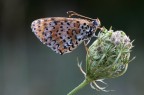 Melitaea Melitaea