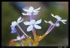 fiore fiore