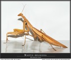Mantis religiosa... in Hi-Light 2 ! Mantis religiosa... in Hi-Light 2 !